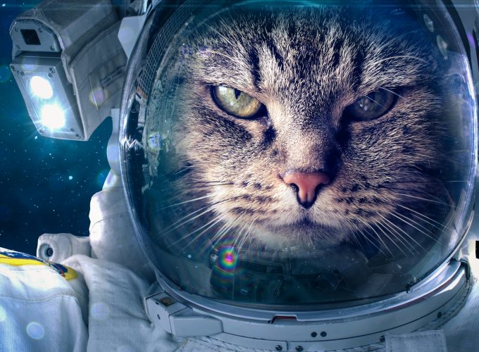 Stock Images Astronaut, Funny animals, Cat, 4K, 5K, Stock Images 492434275